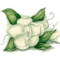 Magnolia