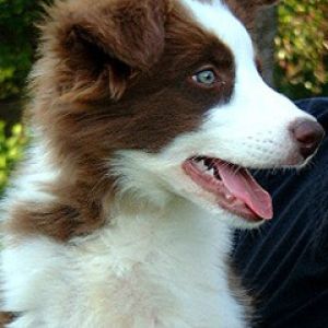 Border Collie