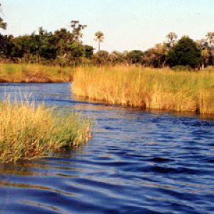 Boro River - Botswana