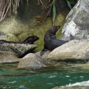 Seals at Tonga Island