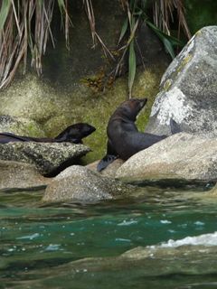 Seals at Tonga Island