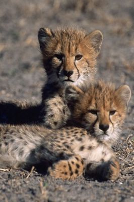 Gepard