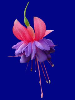 Fuchsia