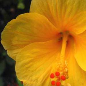 Yellow Hibiscus Flower