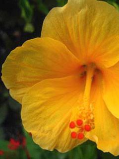 Yellow Hibiscus Flower