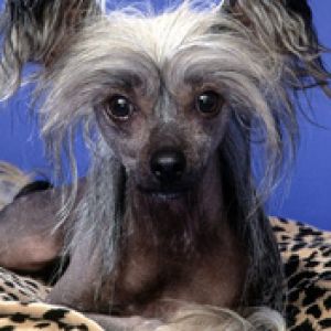 Poppy Chinese Crested