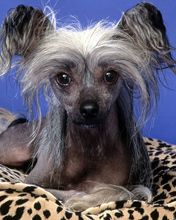 Poppy Chinese Crested