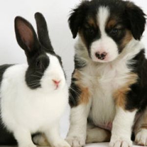 Tricolour Border Collie with Blue Dutch Rabbit 