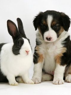 Tricolour Border Collie with Blue Dutch Rabbit 