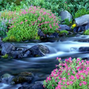 Paradise River - Mount Rainier National Park 