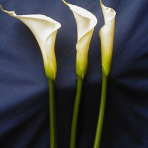 Calla Lily White