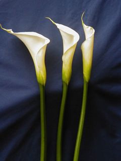 Calla Lily White