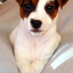 Jack Russel Terrier