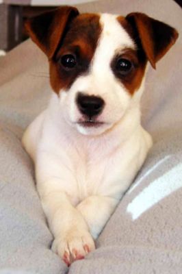 Jack Russel Terrier