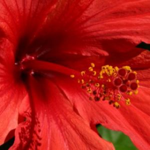 Hibiscus