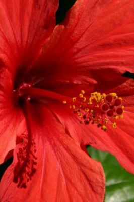 Hibiscus