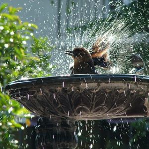 Birdshower 