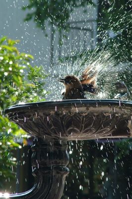 Birdshower 