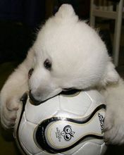 Knut