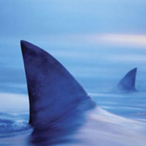 Sharks