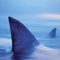 Sharks