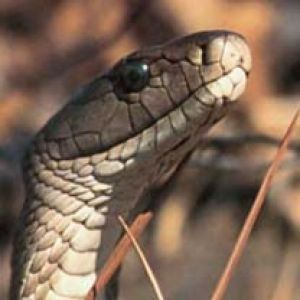 Serpent
