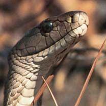 Serpent