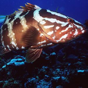 Nassau Grouper