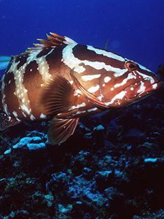 Nassau Grouper