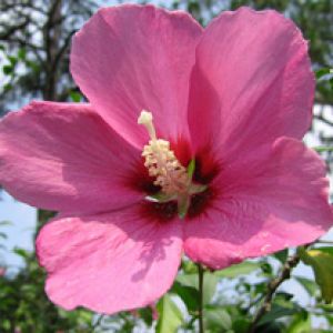 Hibiscus Syriacus 