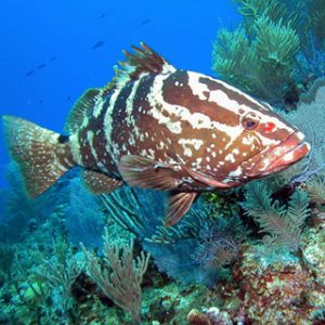 Nassau Grouper 