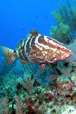 Nassau Grouper 