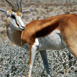 Springbok Namibia