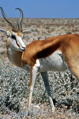 Springbok Namibia