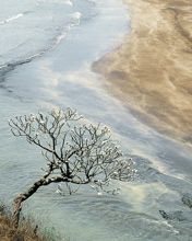 Champak Tree - Maharashtra - India