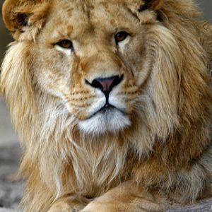 Lion - Zoo Antwerpen