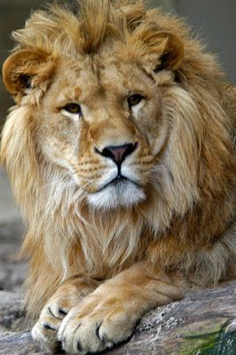 Lion - Zoo Antwerpen