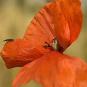 Papaver