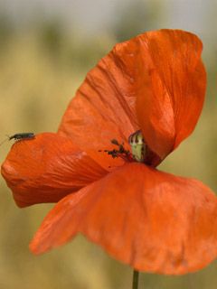 Papaver