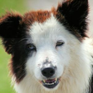 Border Collie