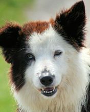 Border Collie