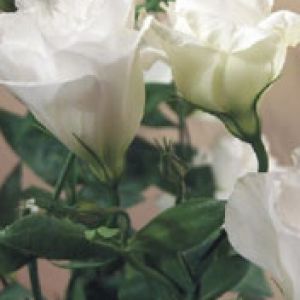 Eustoma