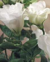 Eustoma