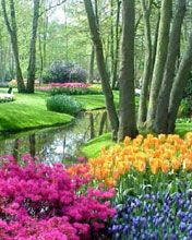 Keukenhof
