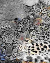 Leopard