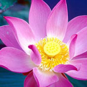 Nelumbo Nucifera