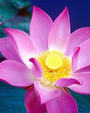 Nelumbo Nucifera