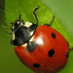 Ladybug