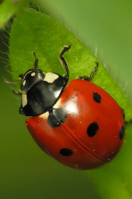 Ladybug