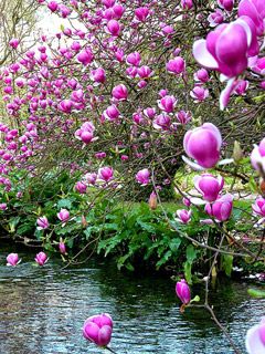 Magnolia